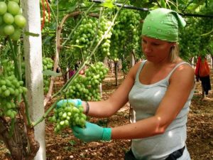 plaatje bij Effect kleur hoofddoekje op Drosophila melanogaster