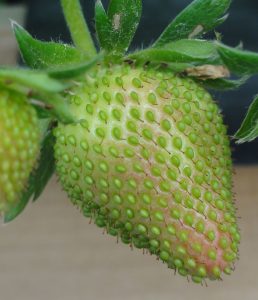 plaatje bij Aarbeienverkleuring tegengaan